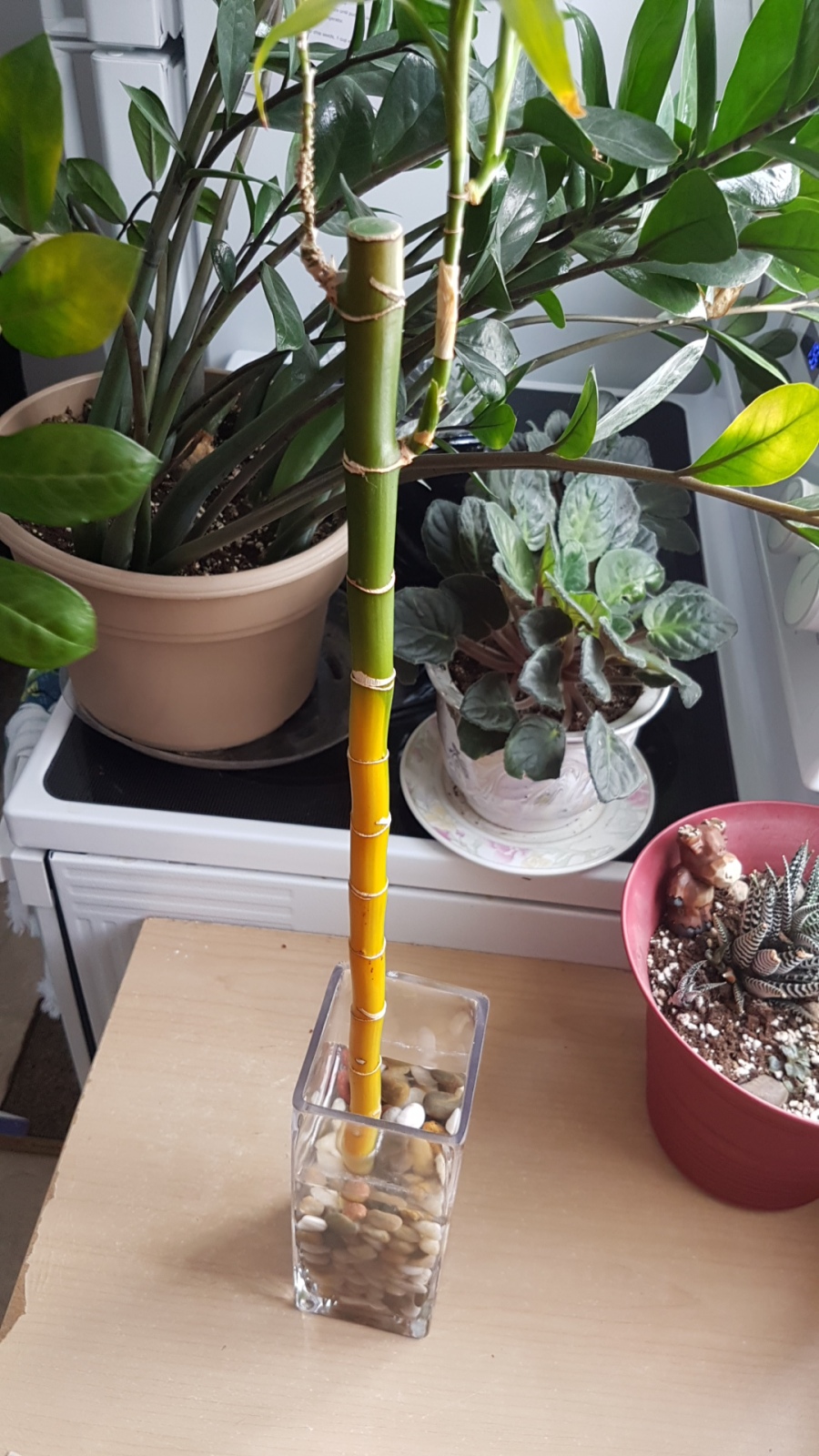 bamboo with yellowed stem